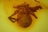 Fossil Ant (Formicidae) and a Spider (Araneae) In Baltic Amber #173658-1